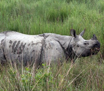 Kaziranga tours